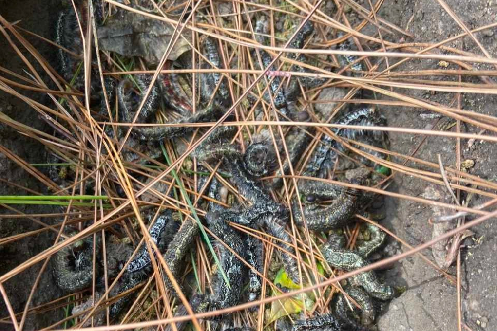 Sâu róm xuất hiện dày đặc, tàn phá 2.000ha rừng thông